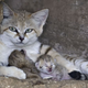 Illustration for article titled Surprise Sand Kittens are the Best Sand Kittens